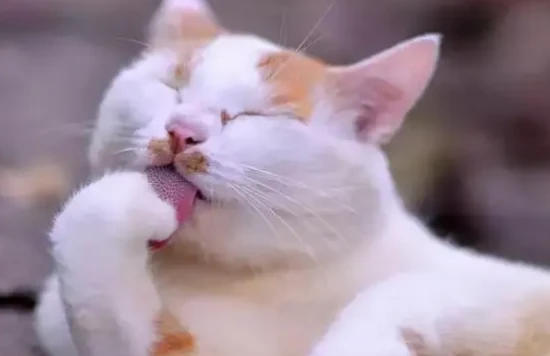 Why does my cat keep licking its fur?