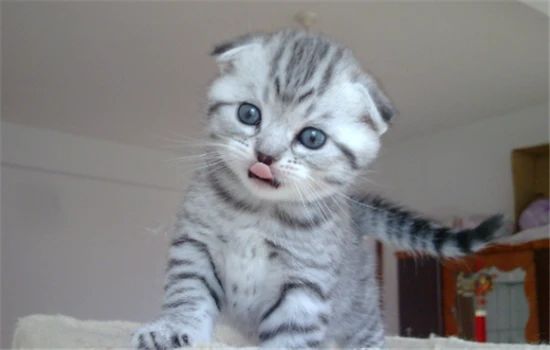 Which cat is the smartest, most obedient, and easiest to care for?