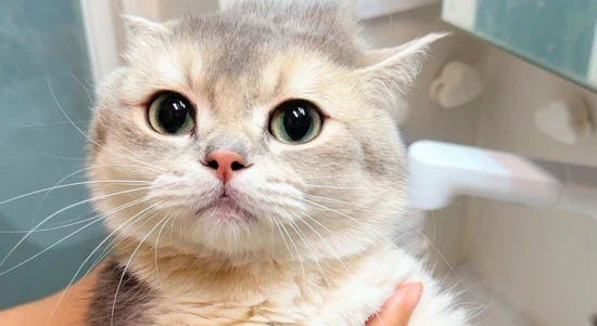 Can I keep a cat while trying to conceive?