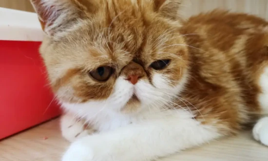 What should I do if I'm allergic to cat fur?