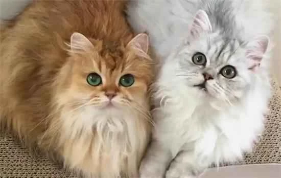 Is it better to have one cat or two?