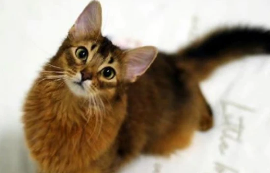 Why can't you keep Somali cats as pets?