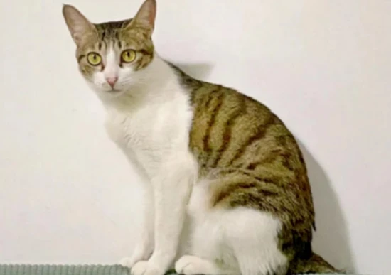 When a cat nudges you with its head, it's trying to tell you these things~