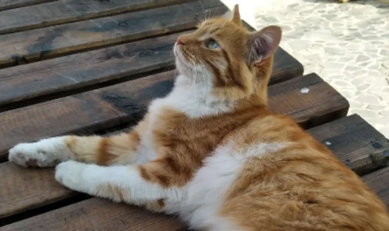 What breed of cat has yellow and white markings?