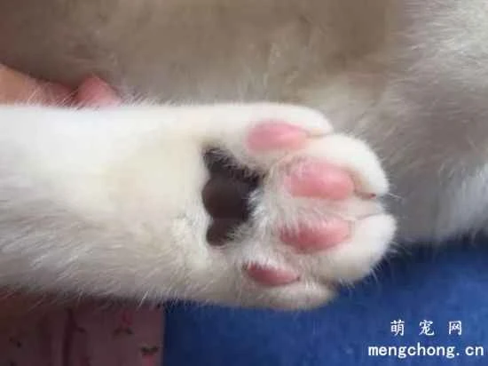 What is the purpose of a cat's paw pads? Cat paw pad care tips.