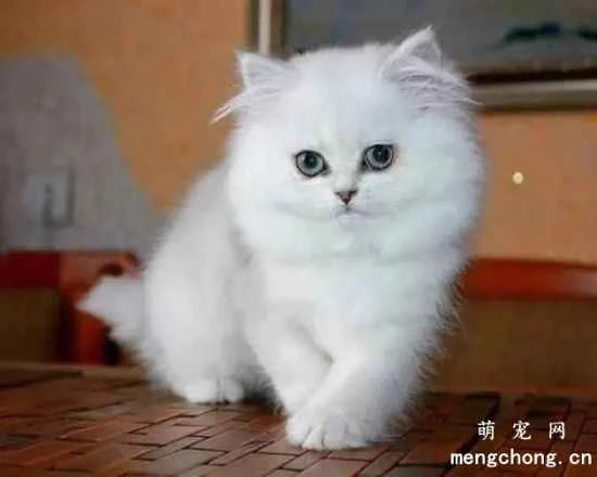 I've heard cats play dumb? Are cats intelligent creatures?