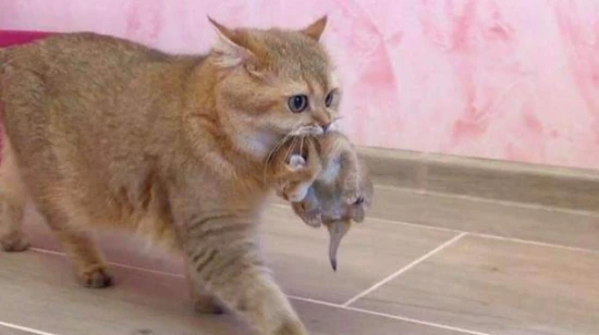 The mother cat always whimpers after giving birth.