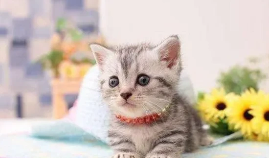 Why can't we keep playing with kittens?