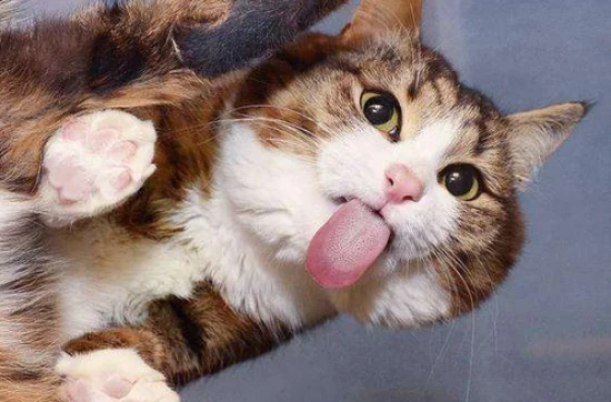 Do cats have a sense of taste?