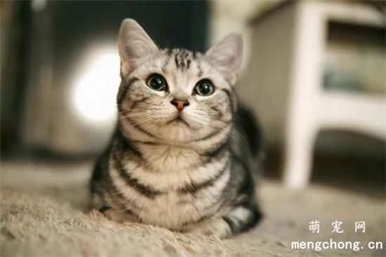 Are American Shorthair cats affectionate?