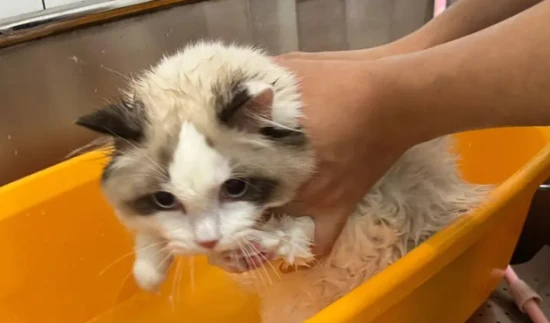 What to do if a kitten is too dirty to be bathed?