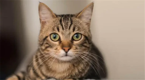 Tabby cat's personality traits: advantages and disadvantages