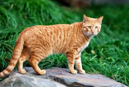 Why is it said that nine generations of humans lead to one generation of cats?