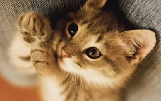 What can kittens eat? A comprehensive guide to help you choose the right cat food.