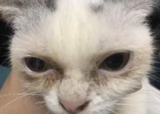 My cat always has tear stains on its face, how can I fix this?