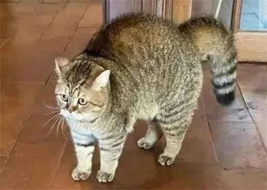 Why does a cat's back arch when you pet it?