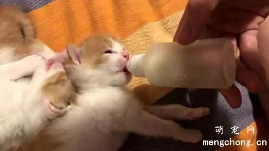 How do you feed a newborn kitten that hasn't grown any teeth yet?
