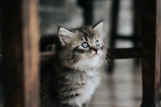 How much do cat vaccines cost?