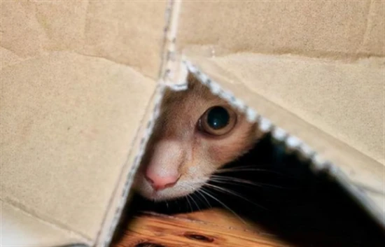 The cat was constantly in a state of fear.