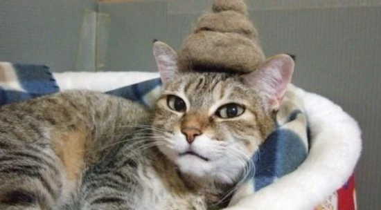 Why do cats like to watch their owners poop?