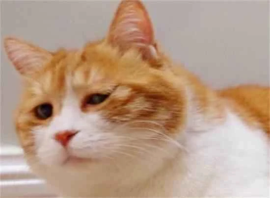 If you poop in the litter box, will your cat bury it for you?