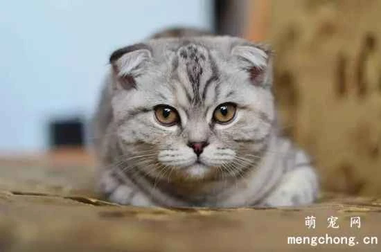 Why do cats like to bite fingers?