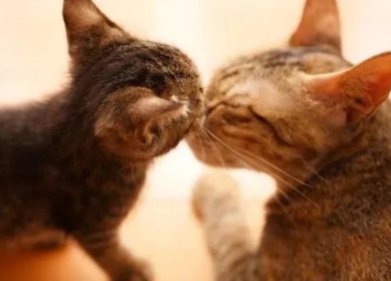 Why are cats so clingy after a bath? Unveiling the mysterious behavior of cats.
