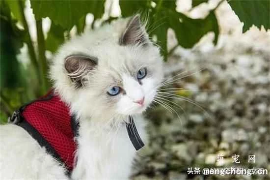 Introduction to the feline physiological system and normal physiological indicators in cats