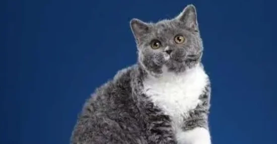 Blue and white Selkirk Rex cat