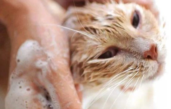 Can a one-month-old kitten take a bath?