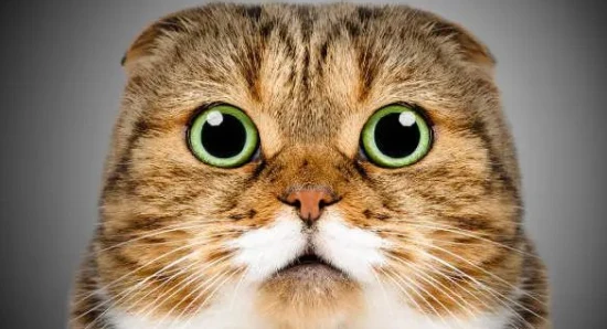 Did you know that cats actually hate these 8 smells?