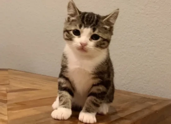 How lucky are people born in the Year of the Rooster if they keep cats?