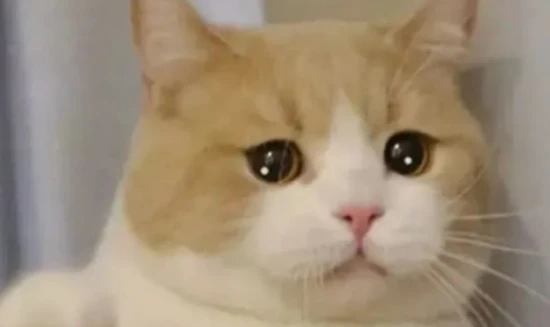 猫咪肉垫形状能看出TA的性格？劝你别当真...