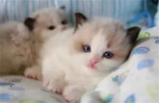 Can a cat bought online survive?