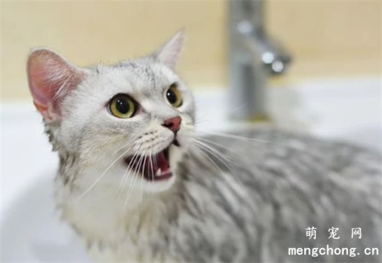 What kind of stomach medicine can I give my cat?