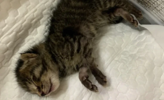 The most common reason why kittens die