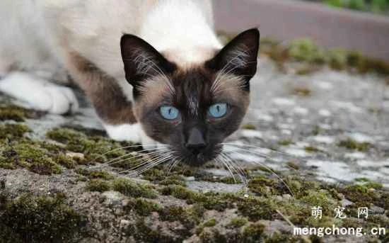 Care techniques for Siamese cats in their senior years