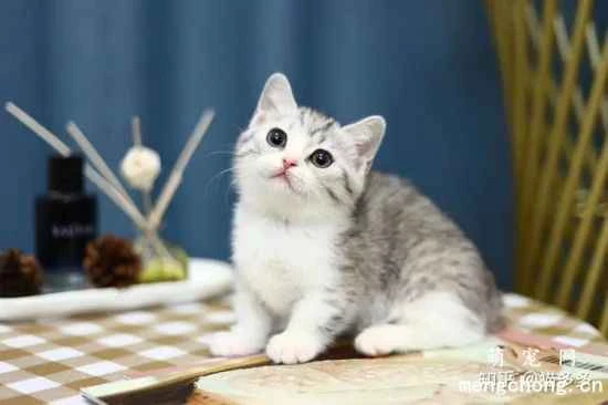 Munchkin cat (short-legged cat) personality traits