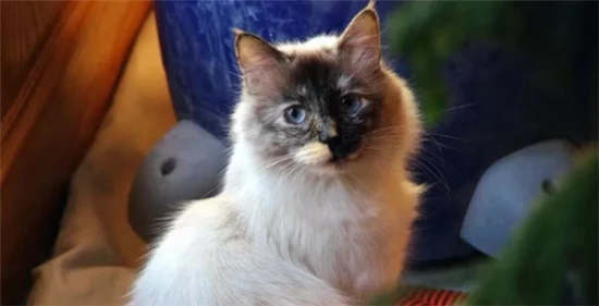 A detailed explanation: Ranking of cats by shedding intensity