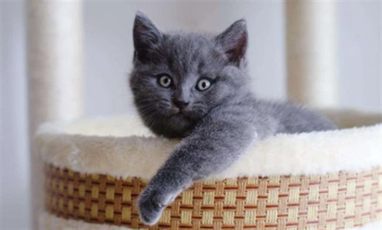 How many human years is equivalent to a cat's one year old?