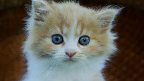 How to care for a kitten less than one month old