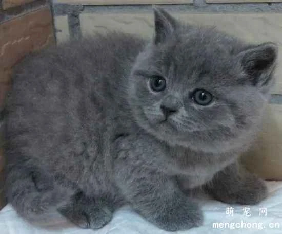 What should I pay attention to when buying cat supplies?