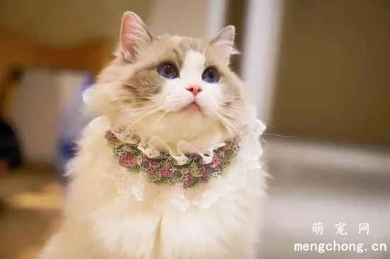 Should I put a collar and bell on my Ragdoll cat?