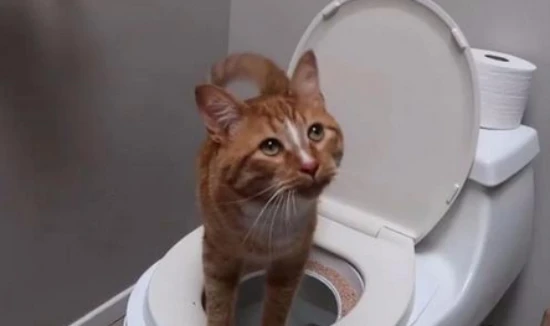 Why does my cat keep meowing in the bathroom?