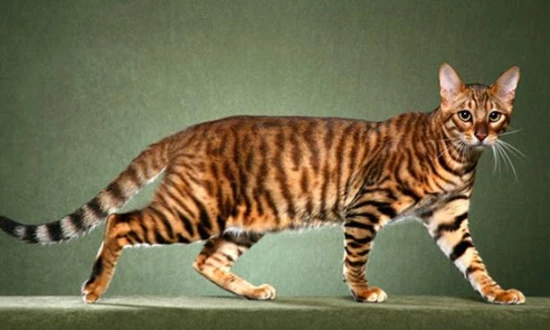 What kind of cat has tiger-like stripes on its body?