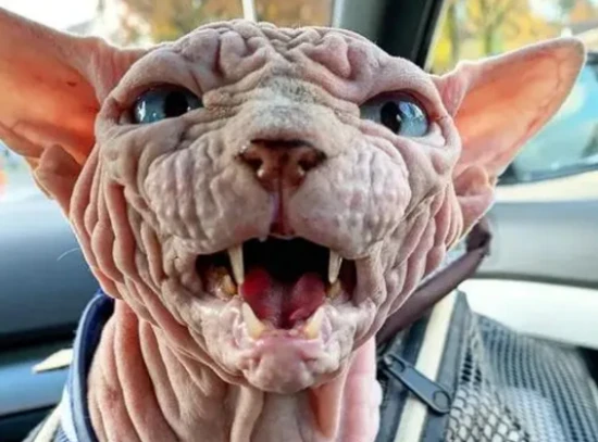 It looks a bit like an alien cat