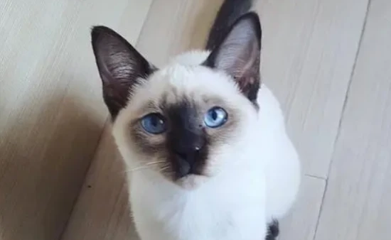 8 cat breeds suitable for first-time cat owners, the 4th one is simply an angel cat!