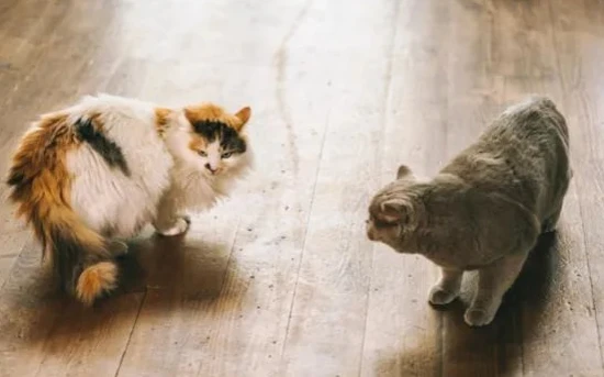 How can you tell if your cats are really fighting or just playing around?