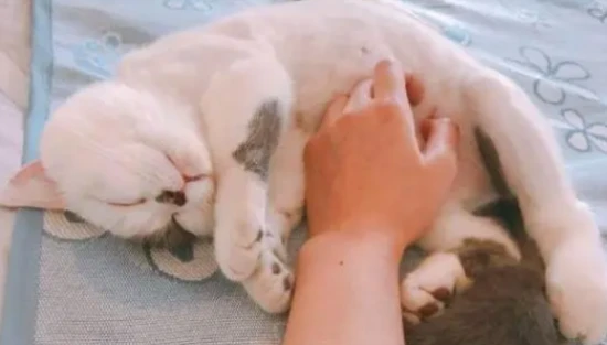 Where do kittens like to be petted the most?