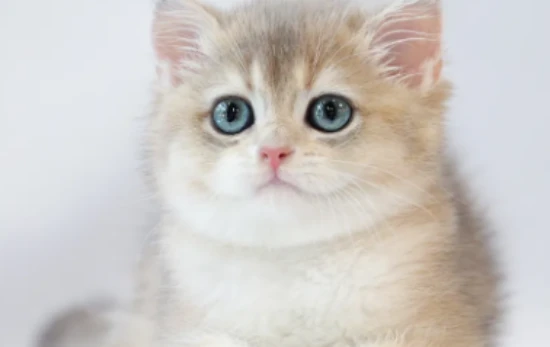 Will the kitten overeat and die?